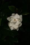 Gardenia jasminoides RCP7-11 084.JPG
